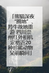 熊猫深夜“圈地”、羚牛故地重游 四川崇州红外相机定格近20种珍稀动物呆萌瞬间