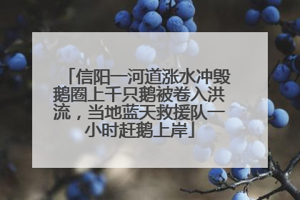 信阳一河道涨水冲毁鹅圈上千只鹅被卷入洪流，当地蓝天救援队一小时赶鹅上岸