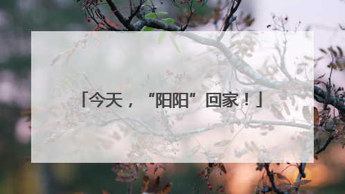 今天，“阳阳”回家！