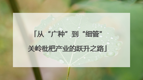 从“广种”到“细管” 关岭枇杷产业的跃升之路