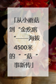 从小蘑菇到“金疙瘩“——海拔4500米的““菇“事新传