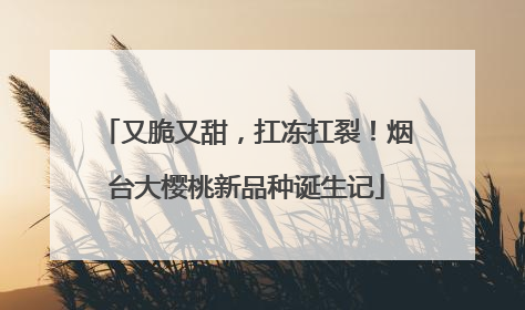 又脆又甜，扛冻扛裂！烟台大樱桃新品种诞生记