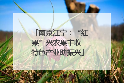 南京江宁：“红果”兴农果丰收 特色产业助振兴