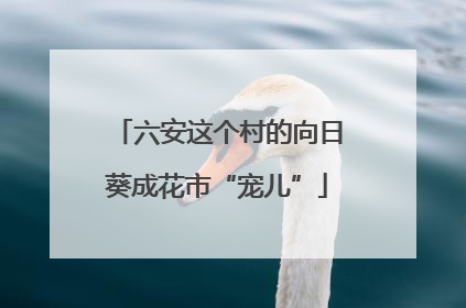 六安这个村的向日葵成花市“宠儿”