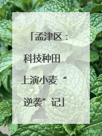 孟津区：科技种田 上演小麦“逆袭”记