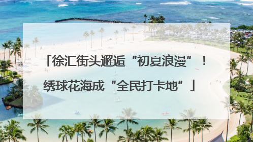徐汇街头邂逅“初夏浪漫”！绣球花海成“全民打卡地”