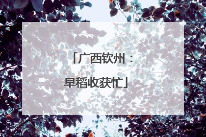 广西钦州：早稻收获忙