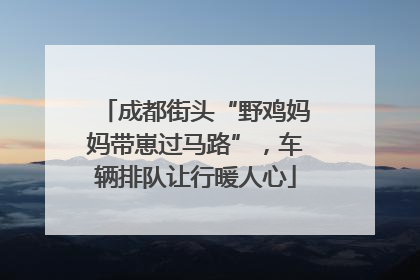 成都街头“野鸡妈妈带崽过马路”，车辆排队让行暖人心