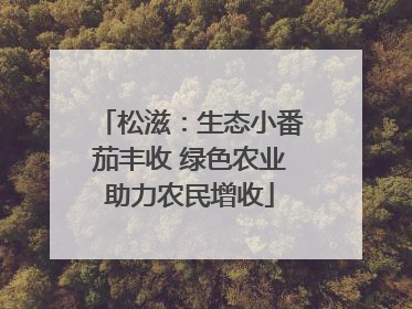 松滋：生态小番茄丰收 绿色农业助力农民增收