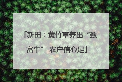 新田：黄竹草养出“致富牛” 农户信心足