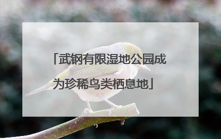 武钢有限湿地公园成为珍稀鸟类栖息地