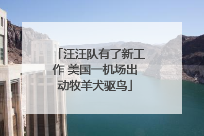 汪汪队有了新工作 美国一机场出动牧羊犬驱鸟