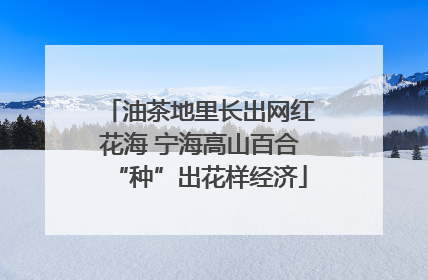 油茶地里长出网红花海 宁海高山百合“种”出花样经济