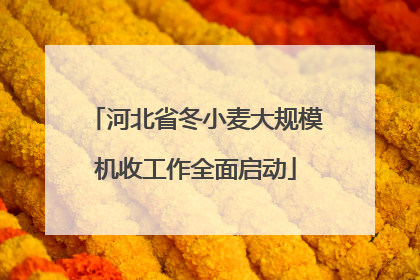 河北省冬小麦大规模机收工作全面启动