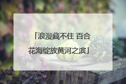 浪漫藏不住 百合花海绽放黄河之滨