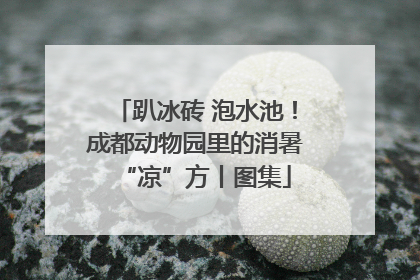 趴冰砖 泡水池！成都动物园里的消暑“凉”方丨图集