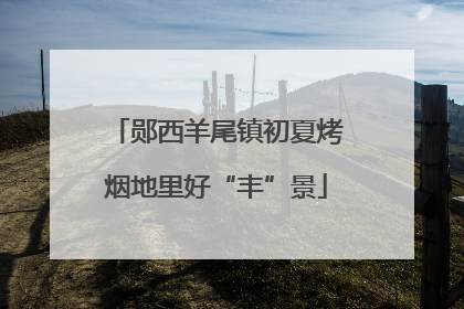 郧西羊尾镇初夏烤烟地里好“丰”景