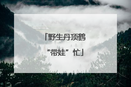 野生丹顶鹤“带娃”忙