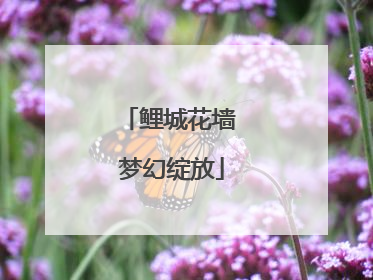 鲤城花墙 梦幻绽放