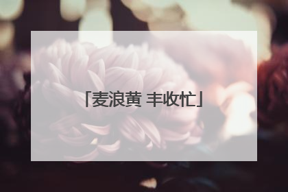 麦浪黄 丰收忙