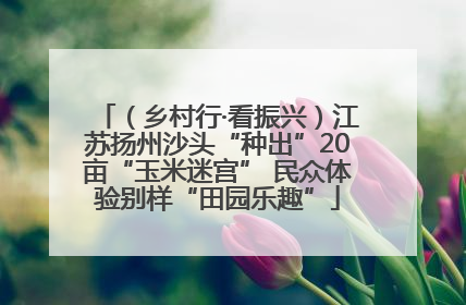 （乡村行·看振兴）江苏扬州沙头“种出”20亩“玉米迷宫” 民众体验别样“田园乐趣”