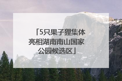 5只果子狸集体亮相湖南南山国家公园候选区